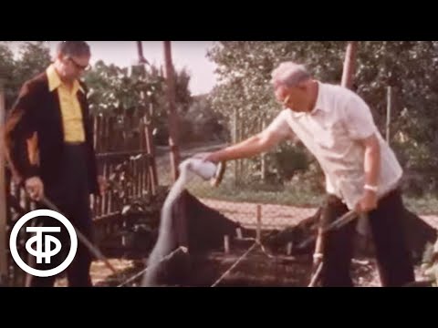 Видео: Метод "Таганрогской лодочки" (1983)