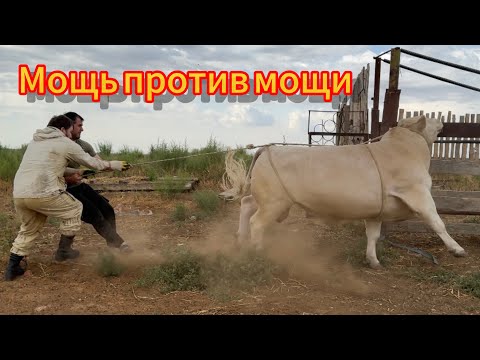 Видео: Схватка Быков: Финальная Битва!