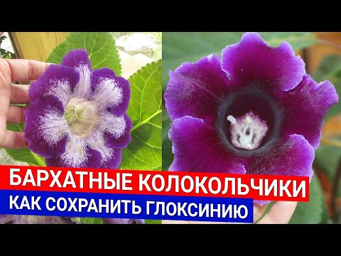 Видео: Бархатные колокольчики - как сохранить глоксинию
