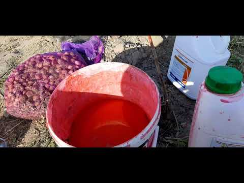 Видео: Посадка чеснока, первые трудности, схема посадки, удобрения.