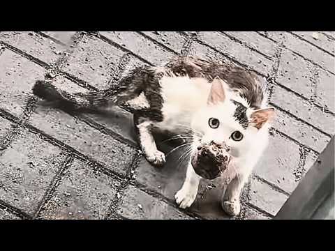 Видео: У этой бездомной кошки во рту огромная опухоль,она почти не может есть и выглядит так, будто умирает
