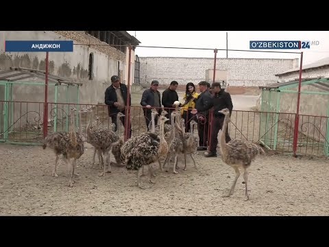 Видео: Юртимизда Африкадан олиб келинган туяқушлар боқиб парвариш қилинмоқда