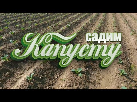 Видео: садим КАПУСТУ в открытый грунт 2022