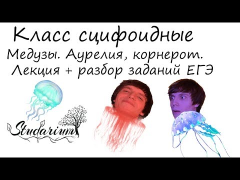 Видео: Класс сцифоидные, медузы. Аурелия, корнерот, цианея.  Лекция и разбор заданий ЕГЭ