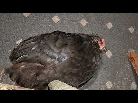 Видео: Будни доярки.  Запоздалой санитарный день. Я его слепила из того что было.