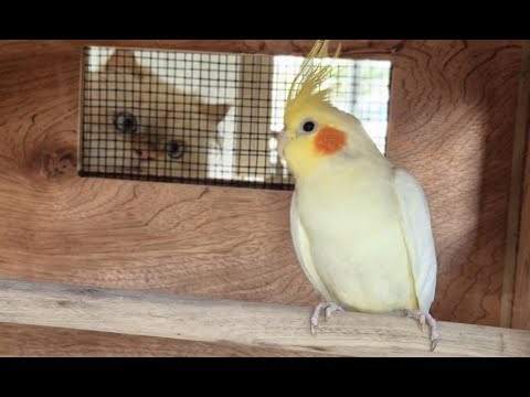 Видео: #225 Новая птица. Сиренсестер.