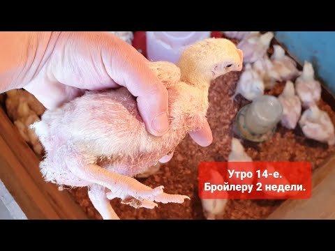 Видео: Утро 14-е. Каким должен быть бройлер в 2 недели?