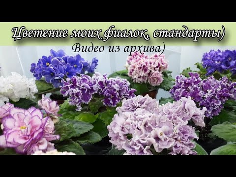 Видео: Цветнние моих фиалок! Стандарты) Видео из архива 🌷