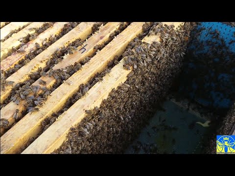 Видео: Весняне розширення (16.04.25) 💛💙