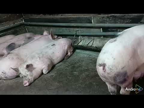 Видео: ##откачали яму под щелевым полом в свинарнике ##фекальный насос с режущим механизмом ##