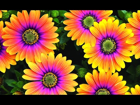 Видео: ЗАСУХОУСТОЙЧИВЫЕ ЦВЕТЫ для ЗАНЯТЫХ САДОВОДОВ. ЦВЕТУТ с ВЕСНЫ до МОРОЗОВ