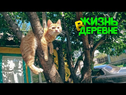 Видео: Кот - Будильник, Караси и Яблоки