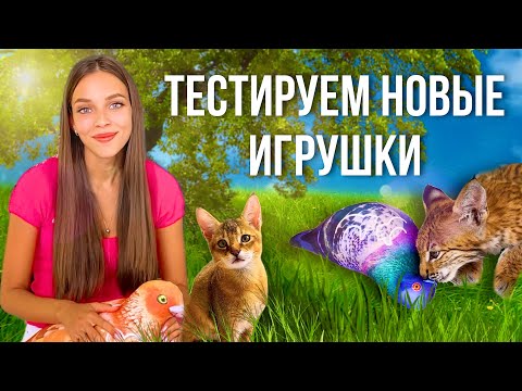 Видео: Рысёнок Локи тестирует подушки-антистресс😸