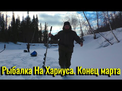 Видео: Подлёдная Рыбалка На Хариуса. Конец марта 2024.