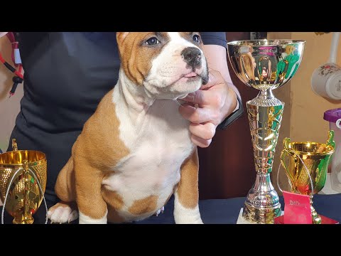 Видео: Поводок, ошейник Контроллер-какие бывают? Разбираемся