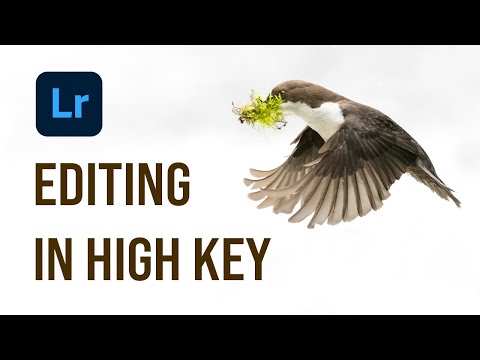 Видео: Редактирование фотографий дикой природы в высоком ключе с помощью Adobe Lightroom