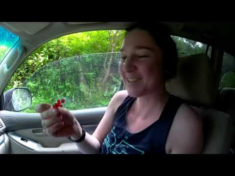 Видео: Горный Алтай.  Ороктойский перевал.