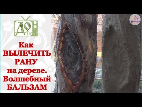 Видео: Как вылечить РАНУ на плодовом дереве. Рецепт целебного бальзама для дерева