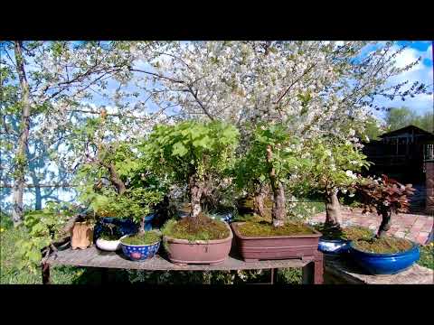 Видео: Бонсай а при чём тут пчёлы весна 2025 год