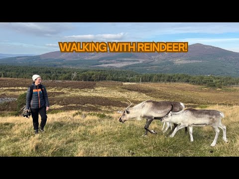 Видео: От побережья до Кэрнгормса | Поход на день рождения с оленями! 🦌🚐 Автопутешествие по Шотландии, ч...