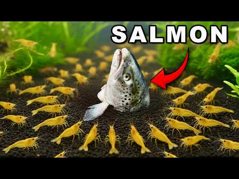 Видео: 1000 креветок против еды