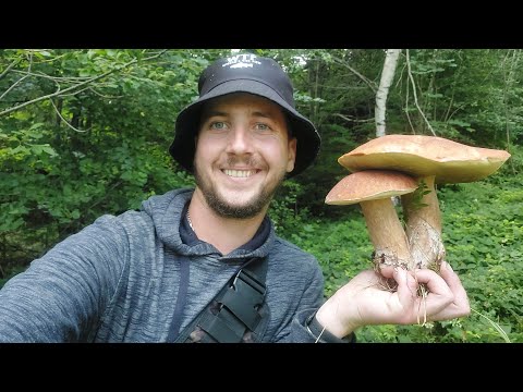 Видео: 28 км 35 кг БІЛИХ!!! КАРПАТИ. ПОБИВ РЕКОРД.!!! ЛЕДЬ ДОНІС.!!ГРИБІВ ПОВНО!!!