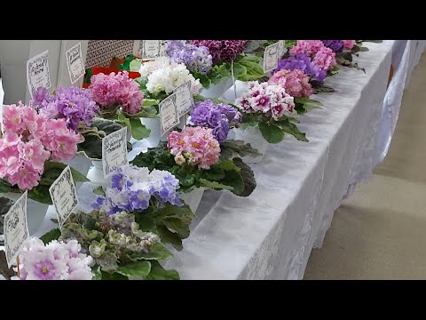 Видео: Выставка фиалок .Клуб "Фиалочные Фанаты "#flower #сенполии #весна