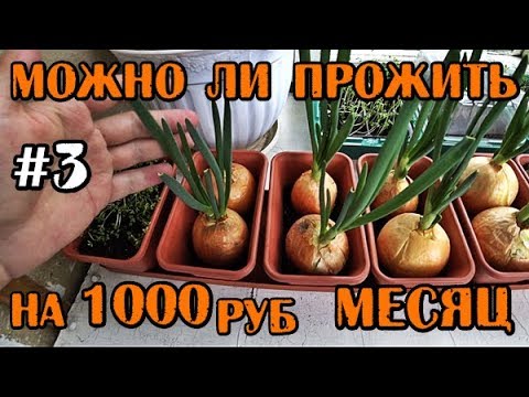 Видео: КАК Я ЖИВУ НА 1000 РУБЛЕЙ В МЕСЯЦ + РЕАЛЬНЫЙ ОТЗЫВ О КУРОЧКА ТРАНСФОРМАТОР И РОМАН КУРЬЕР