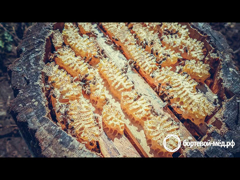 Видео: Борть полна мёда! Собираем урожай бортевого мёда.