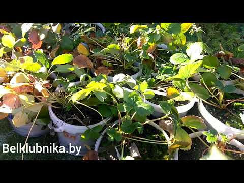 Видео: Подготовка клубники к зиме, укрытие клубники. Belklubnika.by