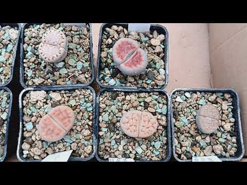 Видео: Мои новые литопсы.Не удержалась от покупки..