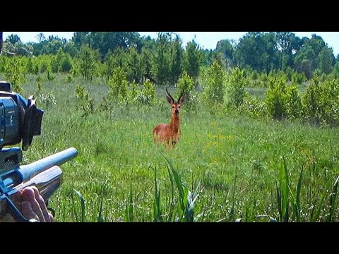Видео: ОХОТА НА АНОМАЛЬНОГО САМЦА КОСУЛИ. Добыл три козла с фонарем Armytek Barracuda