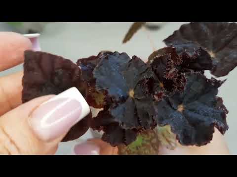 Видео: Распаковка. Бегонии от моей подписчицы.