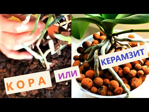 Видео: КЕРАМЗИТ ИЛИ КОРА? Какой субстрат лучше для Орхидей