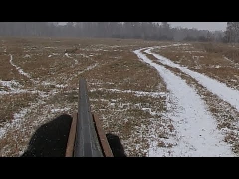 Видео: Охота на косулю в Сибири! Охота с гончей! С подхода!
