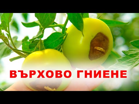 Видео: Върхово гниене при доматите! Как да го избегнем и от какво се причинава?