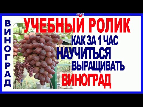 Видео: 🍇 10 шагов. Как научиться выращивать виноград. Посадка, формировка, обрезка винограда.