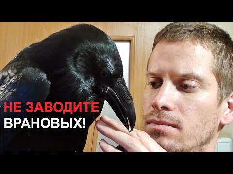 Видео: НЕ ЗАВОДИТЕ ВРАНОВЫХ ПТИЦ!!! Don't have any corvids!