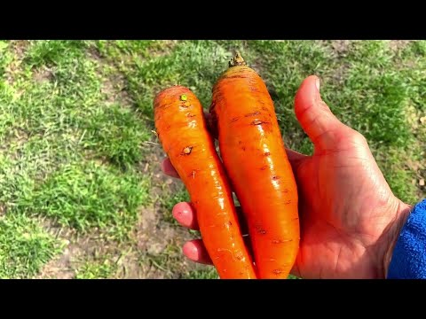 Видео: Морковь с эко грядки (EKD) перезимовала в грунте и сохранилась очень хорошо. Природное земледелие