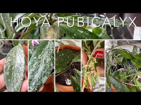 Видео: Хойя лобковая (Hoya Pubicalyx) — восковое растение в среду
