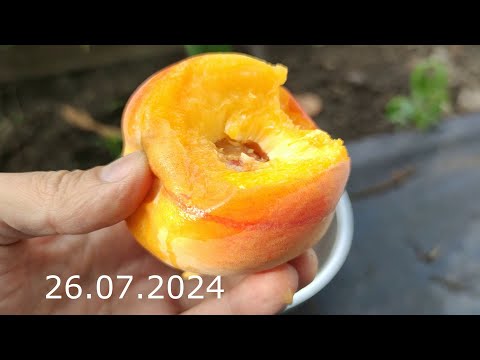 Видео: Прививка Персика Обрезка сбор Урожая полное Развитие // Peach Graft