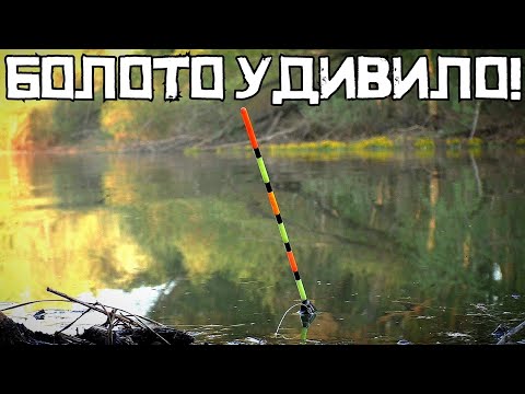 Видео: В ЗАТОПЛЕННОМ БОЛОТЕ кладёт поплавок! Это карась? КЛЮЁТ на КЛУБНИЧНОГО опарыша!