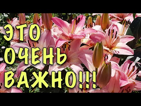 Видео: ГРАМОТНЫЙ уход за лилиями после цветения. Как ПРАВИЛЬНО обрезать и ЧЕМ ПОДКОРМИТЬ