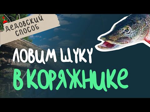 Видео: Как ловить щуку в коряжнике  ДЕДОВСКИЙ СПОСОБ!