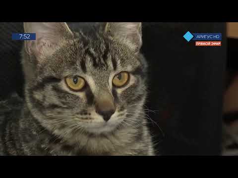Видео: Кот из пожарной части Улан-Удэ стал звездой телевидения