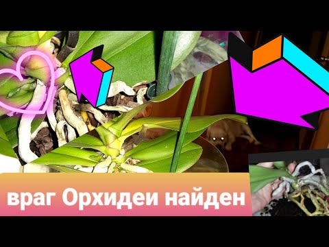 Видео: 🤔Желтение листьев Орхидеи🧐Разберём все подробности🤯от чего?в чем причина?Что делать?🥺