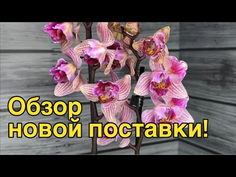 Видео: Цветение бабочек | Голландские орхидеи | Обзор