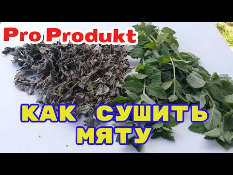 Видео: Как сушить мяту в домашних условиях