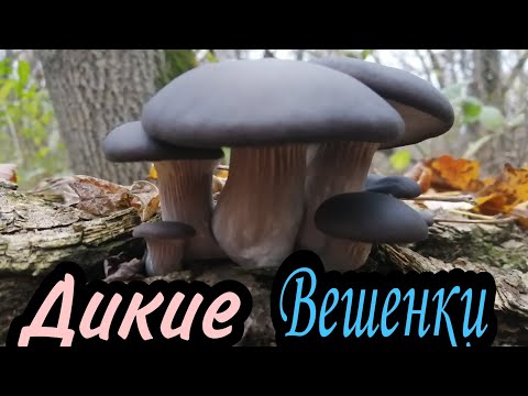 Видео: Дикие Вешенки!