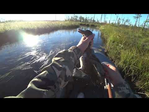 Видео: ОХОТА НА УТОК / УДАЧНОЕ УТРО / Открытие охоты на водоплавающую дичь 2022 / Охота в КАРЕЛИИ